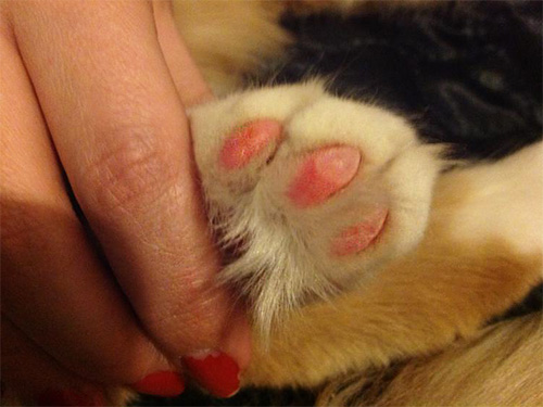 หากต่อยโดนอุ้งเท้าแมว อาจเกิดอาการบวมหรือตุ่มพองขึ้นได้