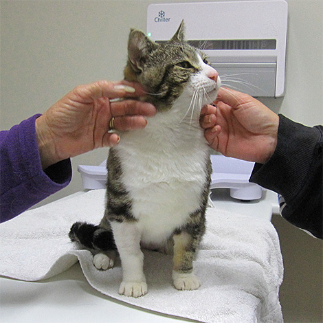 Pokud se po bodnutí hmyzem objeví zjevné komplikace, je vhodné vzít kočku co nejdříve k veterináři.