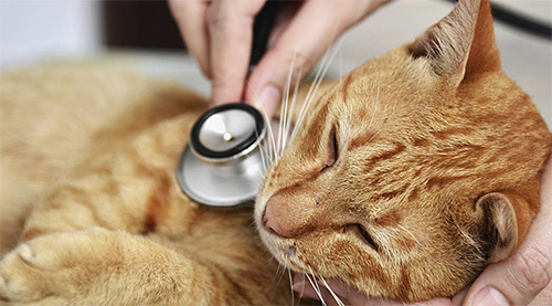 고양이 치료용 약물은 의사가 선택해야하며 여기에서 과도한 독립성을 보여서는 안됩니다.