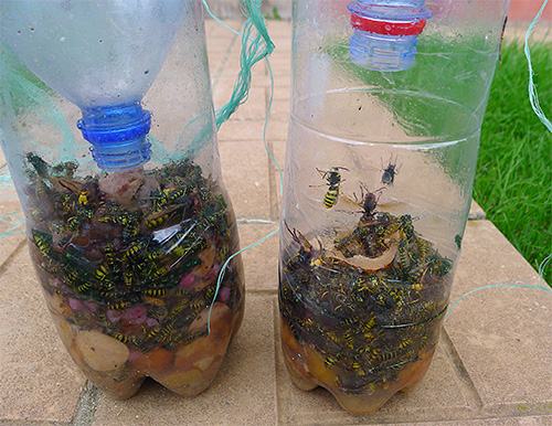 Învățăm cum să facem o capcană de viespi simplă, dar foarte eficientă, dintr-o sticlă obișnuită de plastic.