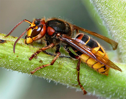 Ali stršljeni su vrlo veliki i jaki insekti, pa ih svaka ljepljiva traka od muha ne može zadržati.