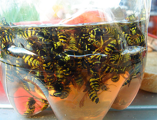 Uygulama, bir şişeden yapılan ev yapımı bir yaban arısı tuzağının endüstriyel olarak üretilmiş muadilleri kadar iyi çalıştığını gösteriyor.