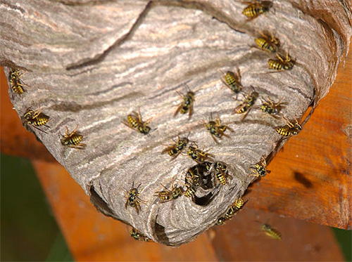Un alt exemplu de cuib de viespi.