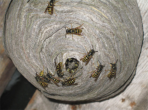 A volte è più facile e veloce distruggere semplicemente un nido di vespe piuttosto che catturare singoli individui.