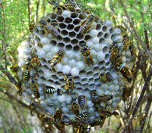 Birden fazla yaban arısı sokması ile, böcek zehirlerine karşı biraz hassas olan kişilerde bile ciddi sonuçlar ortaya çıkabilir.