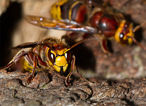 Egyszerre több darázs támadása nagyon veszélyes lehet bármely személy számára, különösen, ha minden rovar egymás után többször is megcsíphet.