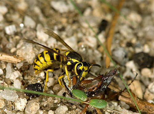 Kural olarak, yaban arısı, diğer böceklere saldırırken sokmasını kullanmaz, sadece kendini savunma için kullanır.