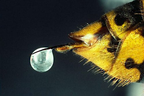 Fotografie cu un înțepăt de viespe cu o picătură de venin la capăt