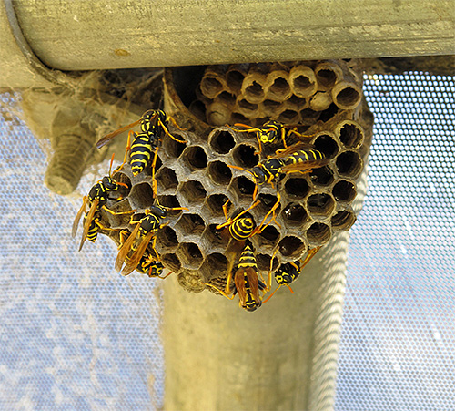 Eşek arısı yuvası acil bir tehlike oluşturmuyorsa, ona dokunmamak daha iyidir.