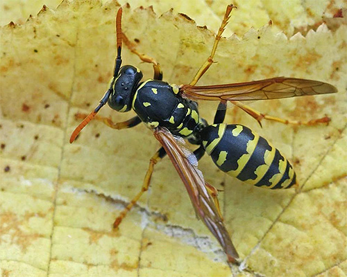 Le punture di vespa di carta non sono dolorose come le punture di vespa stradale, ma possono anche essere pericolose.