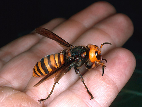 Japanse hoornaar (Vespa mandarina japonica)