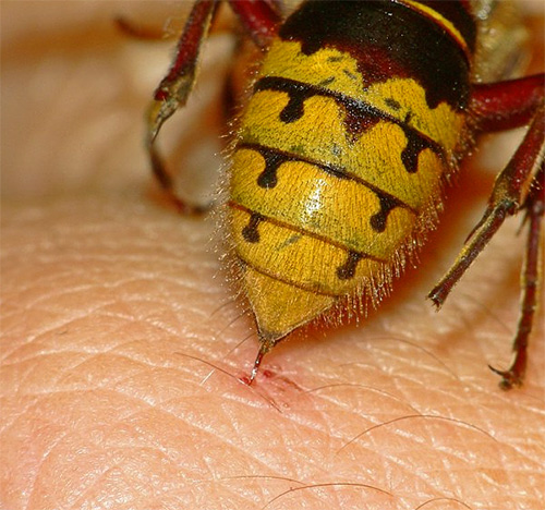 Fotografia prezintă o viespe în momentul mușcăturii.
