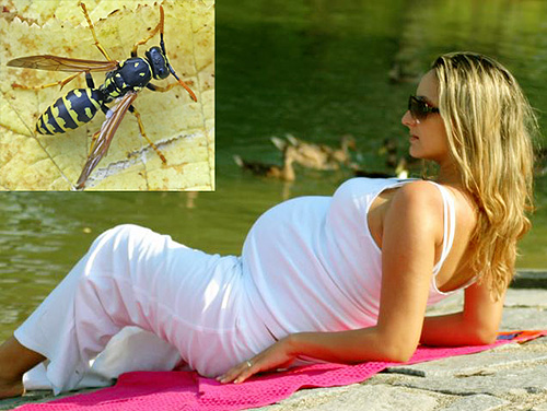 Nella maggior parte dei casi, una puntura di vespa durante la gravidanza non rappresenta un pericolo particolare, ma in alcune situazioni le conseguenze possono essere davvero gravi...