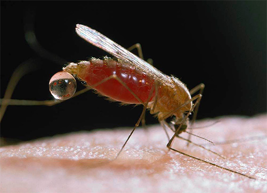 A képen egy szúnyog látható, amely vért ivott