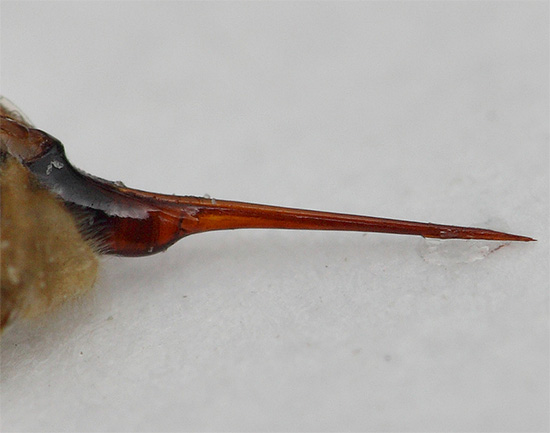 Bilden visar ett bålgetingsstick med en droppe gift i slutet.