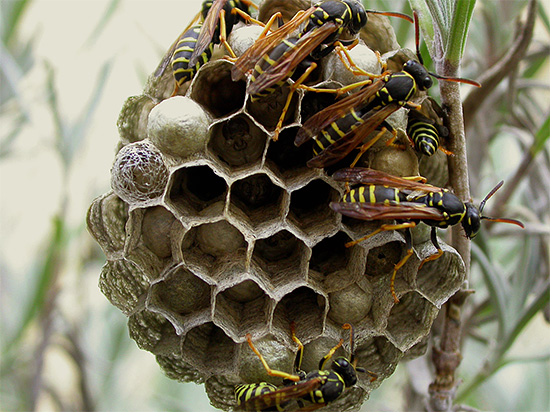 Wanneer wespen besluiten hun nest in een huis of gewoon in een zomerhuisje te bouwen, moet je ze vaak wegdoen - we zullen hier later over praten.