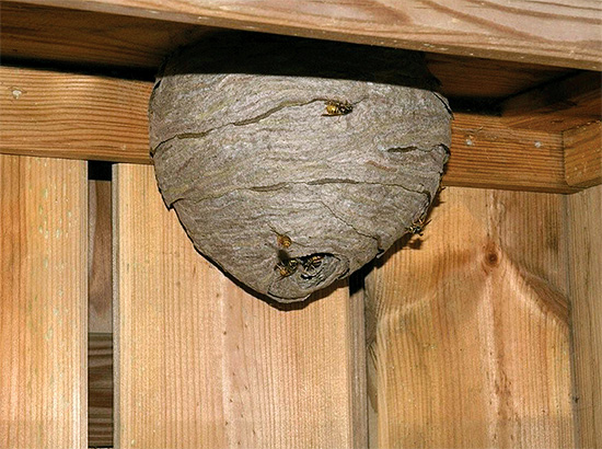 La foto mostra un altro esempio di nido di vespe abbastanza grande.