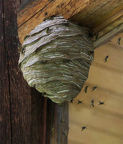 Als de woning van insecten te dicht bij een houten huis staat, is het absoluut onmogelijk om vuur te gebruiken.