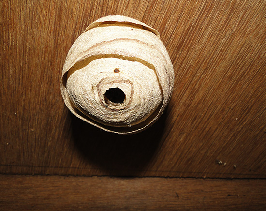 Pe un tavan plat, cuibul poate fi distrus cu o găleată cu apă, înecând eficient insectele.
