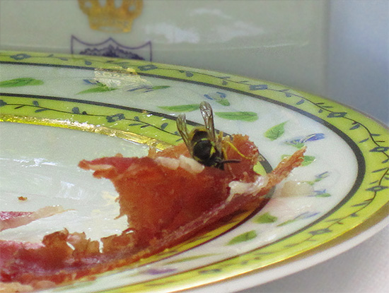 È abbastanza facile attirare le vespe su tutti i tipi di esche, ad esempio sotto forma di carne avvelenata.