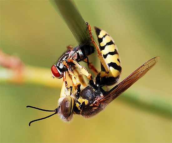말벌은 작은 정원 해충을 파괴한다는 점에서 유용할 수 있습니다.