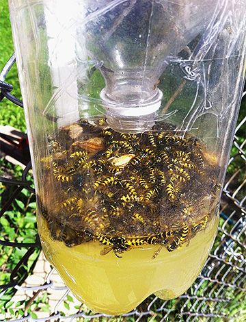 Un exemplu de capcană pentru viespe făcută dintr-o sticlă de plastic.