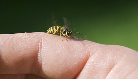 Una singola puntura di vespa non è la cosa peggiore, perché a volte attaccano in uno sciame.