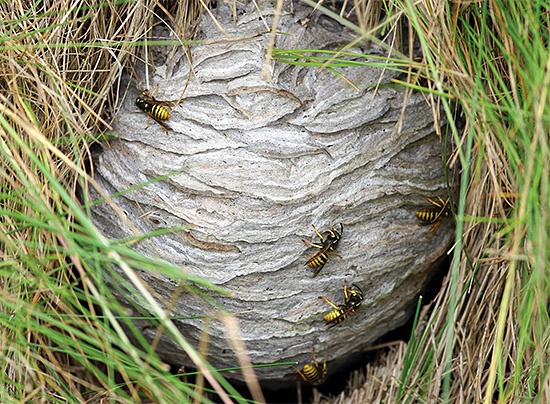 A volte un nido di vespe si trova proprio nell'erba.