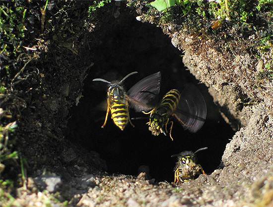 De foto toont de ingang van het wespennest, dat zich onder de grond bevindt.