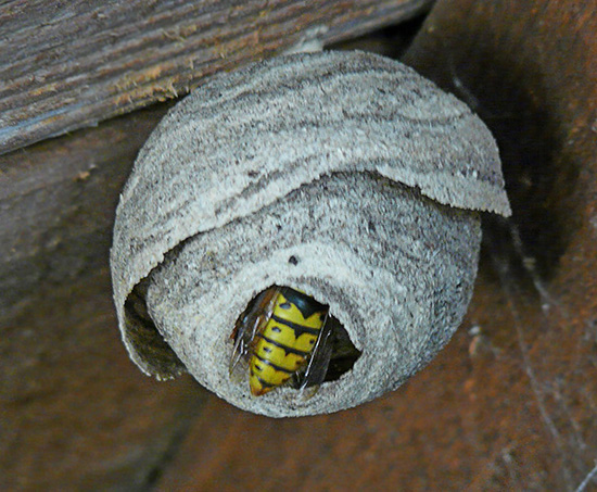 Spesso le vespe costruiscono la loro dimora sotto il soffitto delle case di campagna.