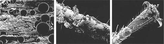 Microcapsules van het medicijn hechten gemakkelijk aan de chitineuze dekking van bedwantsen, kakkerlakken en andere insecten.
