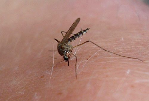 Bir sivrisinek ısırığından sonra, merhemin asıl görevi, cildin etkilenen bölgesindeki şişlik ve kaşıntıyı gidermektir.