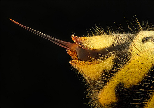 La foto mostra la puntura di un calabrone: è liscia (e l'ape ha un'estremità frastagliata)