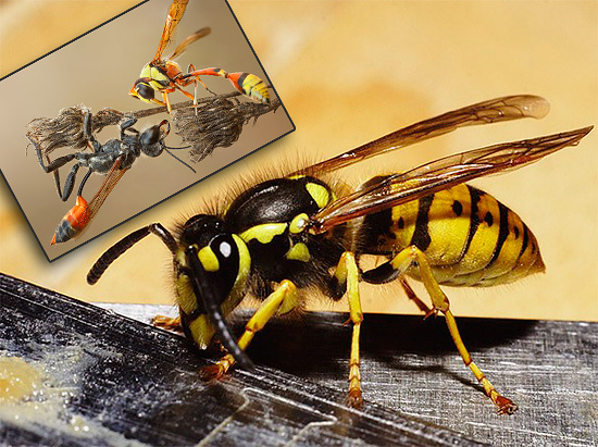 Yaban arılarının hayatında bazılarını daha ayrıntılı olarak ele alacağımız birçok şaşırtıcı ve ilginç an vardır...
