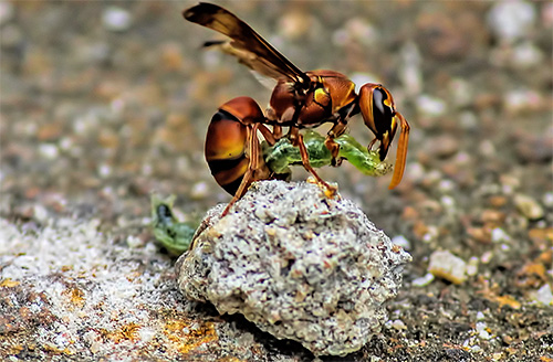 De anatomiska egenskaperna hos getingar tillåter dem att slåss och besegra även de insekter som är större än dem i storlek.