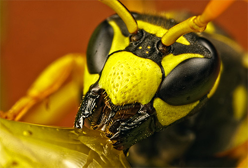 Așa arată capul viespei la mărire mare
