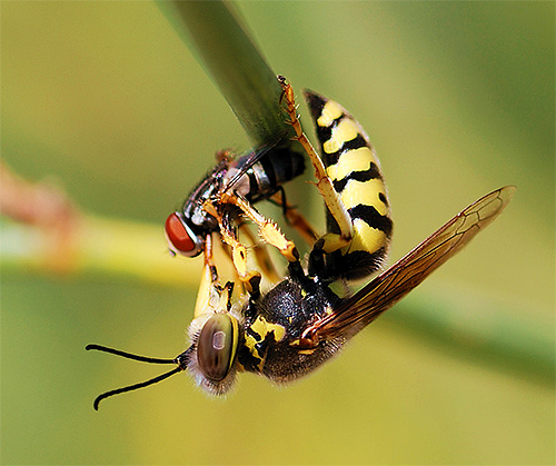 곤충을 사냥 할 때 말벌은 실제로 찌르기를 사용하지 않지만 강력한 턱으로 관리합니다.