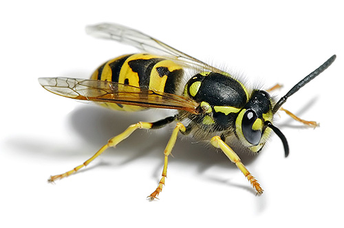 Alman yaban arısı Avrupa'da yaygındır.