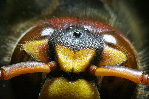 Una caratteristica interessante delle vespe è che hanno tre piccoli occhi aggiuntivi sulla testa.