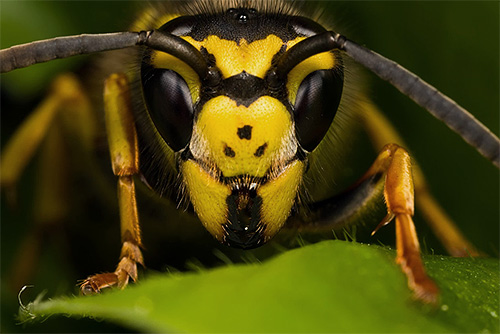 Deze foto toont de primaire en secundaire ogen op de kop van het insect.