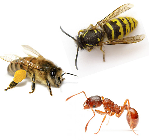 ตัวต่อ ผึ้ง และมดที่แสดงในภาพเป็นลูกหลานของตัวต่อโบราณ