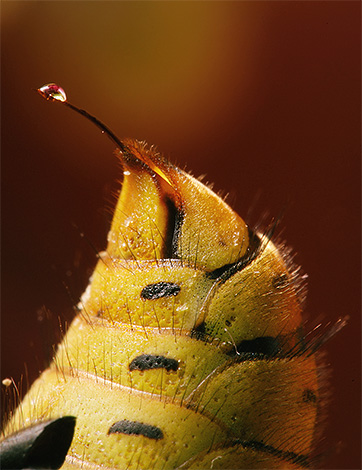 Veninul de viespe are o compoziție chimică complexă și este un alergen puternic.