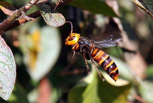 Mușcăturile uriașe de viespi japonezi pot fi foarte periculoase pentru oameni.
