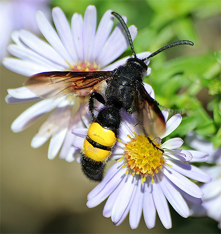 Scolia yaban arısı oldukça büyük bir böcektir.