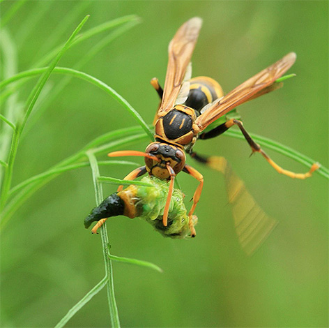Om de larven te voeden, hebben volwassen wespen eiwitrijk voedsel nodig.
