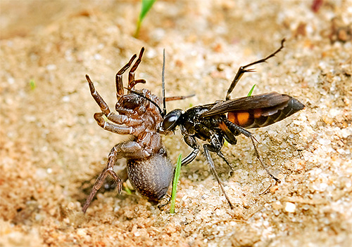 Sommige soorten wespen jagen op spinnen