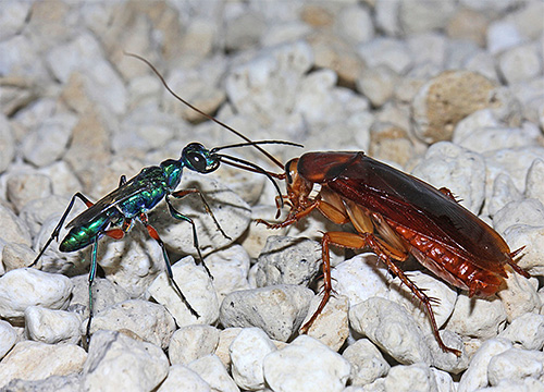 De smaragdgroene kakkerlakwesp infecteert de hersenen van zijn slachtoffer, waarna hij er eitjes in legt.