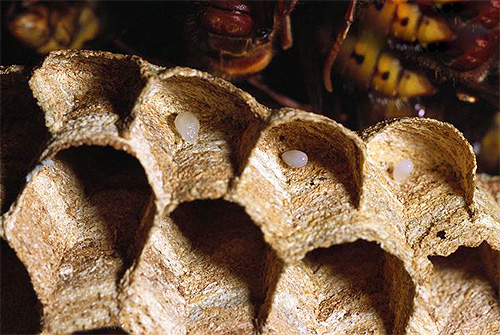 Wespeneieren in het nest - ze zullen later uitkomen in larven