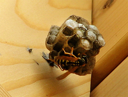 De foto toont een wespennest aan het begin van de bouw.