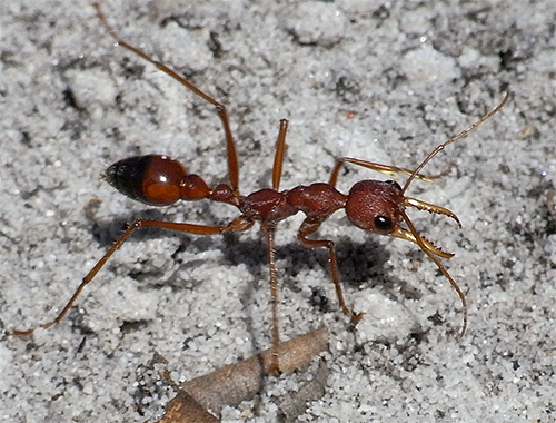 Το μυρμήγκι μπουλντόγκ είναι παρόμοιο με τις σφήκες που τρυπώνουν όχι μόνο στην εμφάνιση, αλλά μπορεί επίσης να τσιμπήσει πολύ οδυνηρά.